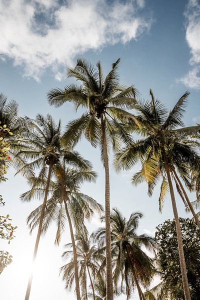 Palmiers tropicaux s'étendant jusqu'au ciel bleu par Femke Ketelaar
