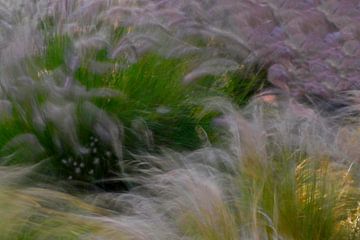 GRASSES 4 by Miroslav Ptacek