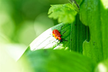 A male lily beetle in an oasis of greenery