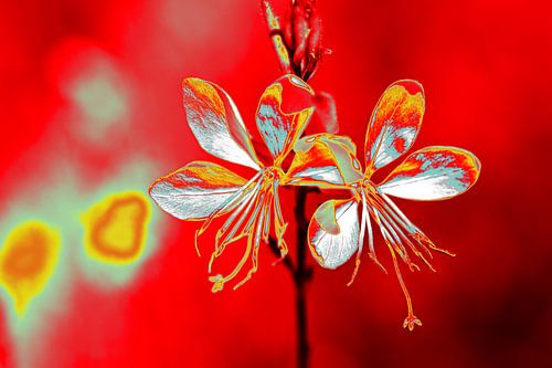 Lindheimer-Prachtkerzen Pop Art