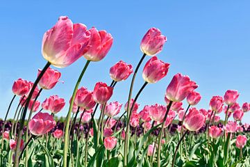 Roze tulpen van Jeannette Penris