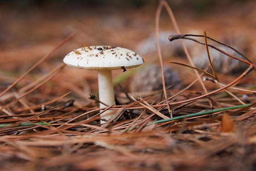 Champignon solitaire dans la forêt par VenPhoto