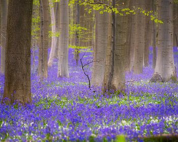 woodland hyacinths with wild garlic