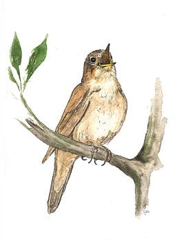 De nachtegaal - aquareltekening