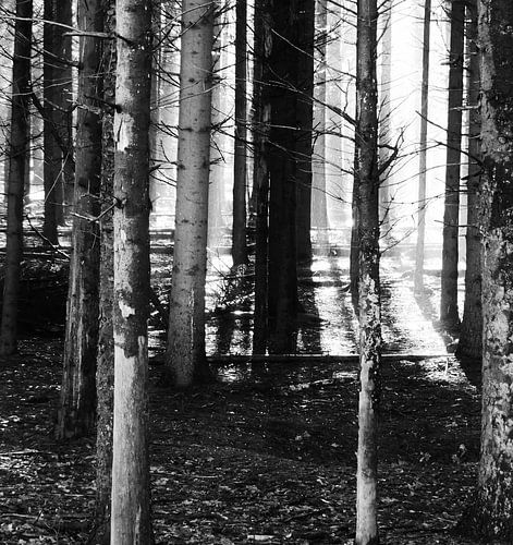 Licht door bomen zwart/wit