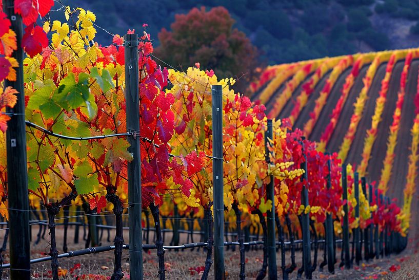 Vineyard in Autumn Shades Panorama by Art & Soul Creations