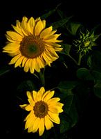 Zonnebloemen