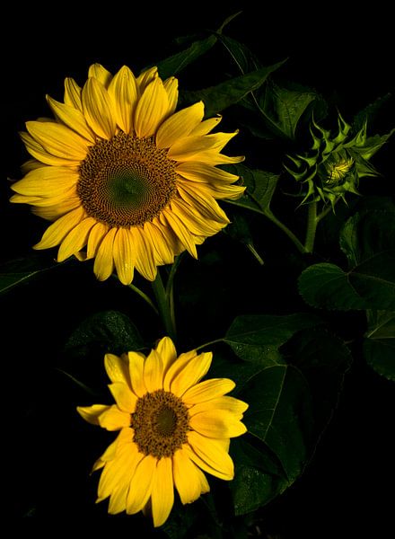 Zonnebloemen von schylge foto