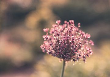 Blumen Teil 309 von Tania Perneel