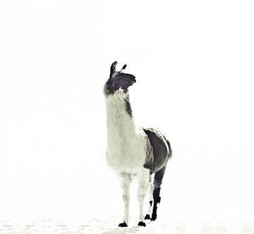 Llama Elegantie en eenzaamheid van Monika Strigel