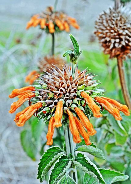 a lion's ear flower in South Africa by Werner Lehmann
