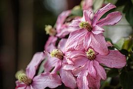 Clematis