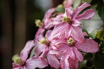 Clematis van Rob Boon