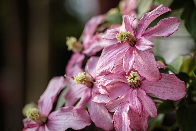 Clematis by Rob Boon