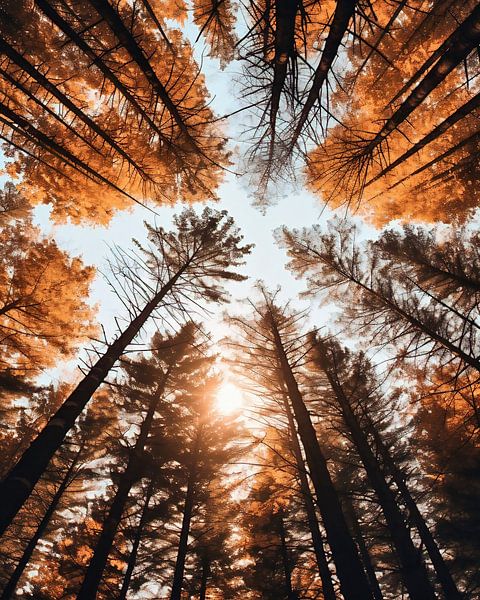 Herbst in New Hampshire von fernlichtsicht