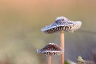 Frostige Pilze von Patricia van Nes Miniaturansicht