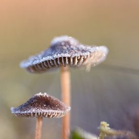 Frosty Mushrooms by Patricia van Nes