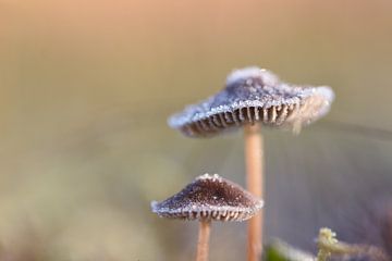 Frostige Pilze von Patricia van Nes
