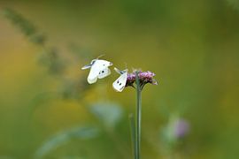 Butterfly love by A. Bles