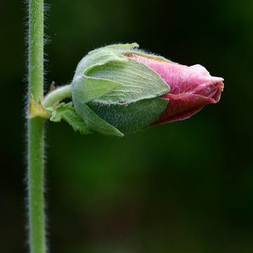 Stockrose von appie bonis