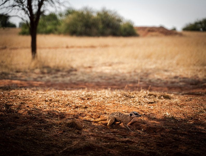Meerkat in the Kalahari of Namibia, Africa by Patrick Groß