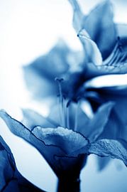 Amaryllis 10 - lavish and overwhelming by Mariska van Vondelen