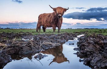 Rotbrauner schottischer Highlander