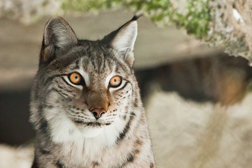 Verbaasd en ironisch lynx gezicht close-up snuit