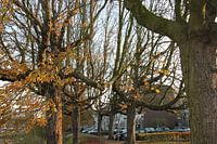 Kale bomen
