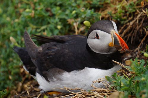 Papegaaiduikers op het eiland Skellig Michael in Ierland