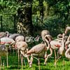 Flamingo sein von Andre Klooster