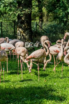 Be a Flamingo van Andre Klooster