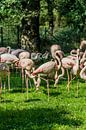 Be a Flamingo van Andre Klooster thumbnail