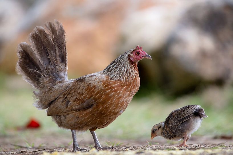 Poule à Kauai par Dirk Rüter