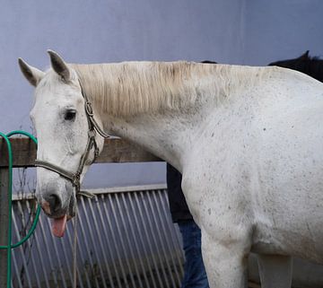 Vorbereitung des Pferdes vorm Ausritt von Babetts Bildergalerie