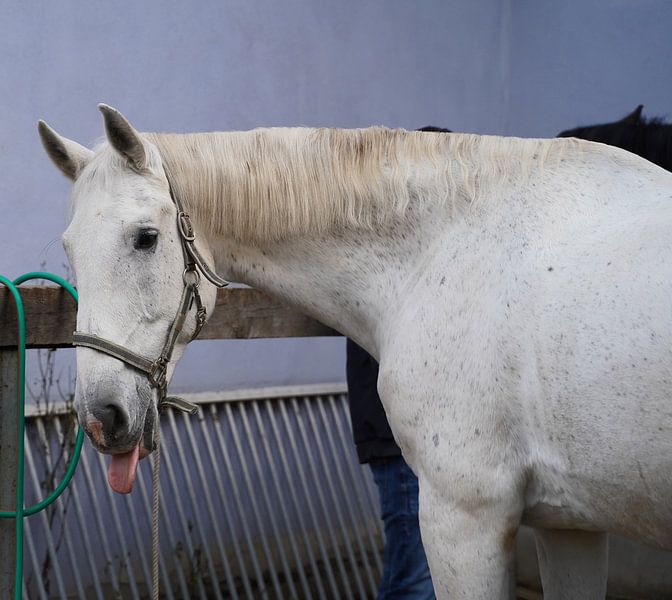 Vorbereitung des Pferdes vorm Ausritt von Babetts Bildergalerie