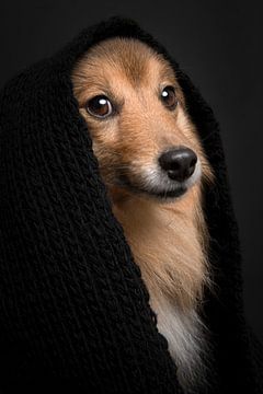 Sheltie portret van Elles Rijsdijk