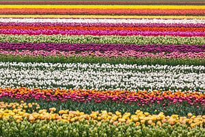 De belles fleurs à Egmond aan Zee