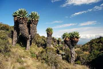 Kilimanjaro landschap van Gert-Jan Siesling