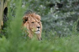 Leo von Bert Kottier