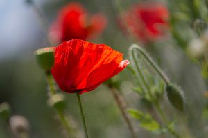Transparente Mohnblumen