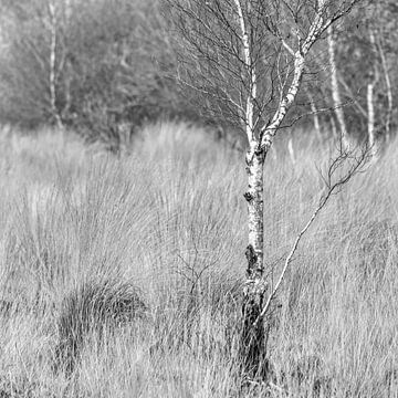 The Wierden Field IV. by Anneke Hooijer
