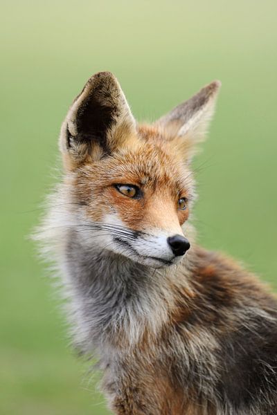 Rotfuchs ( Vulpes vulpes ), Fuchs wildlife, Kopfportrait. von wunderbare Erde