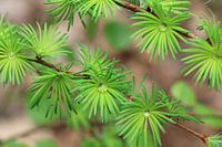Larch