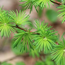 Larix decidua van Erick van Bommel