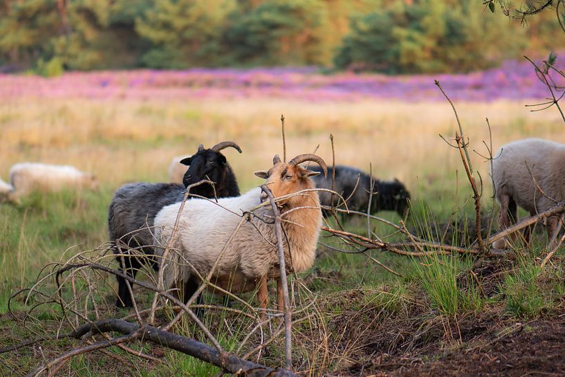 moutons dans la bruyère par Tania Perneel