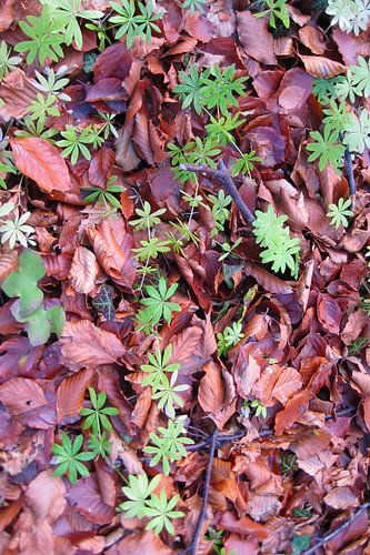 Woodruff shoots emerging through autumnal beech leaves.JPG