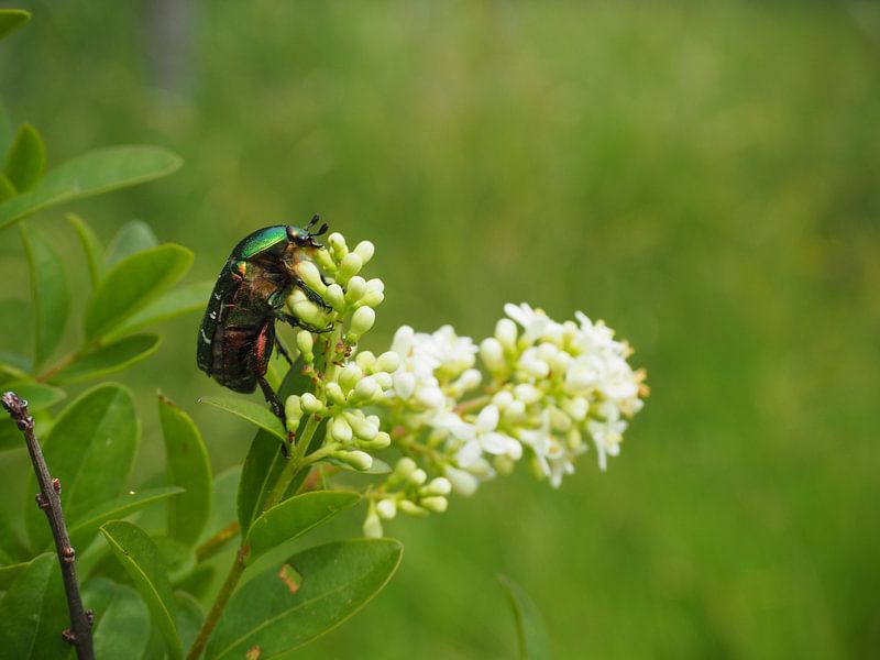 Chickadee von @Unique