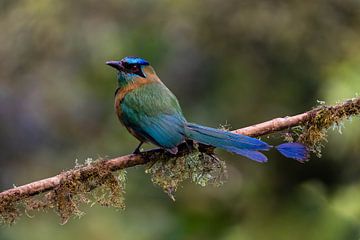 Blauwkapmotmot in Monteverde, Costa Rica van Isis van de Put