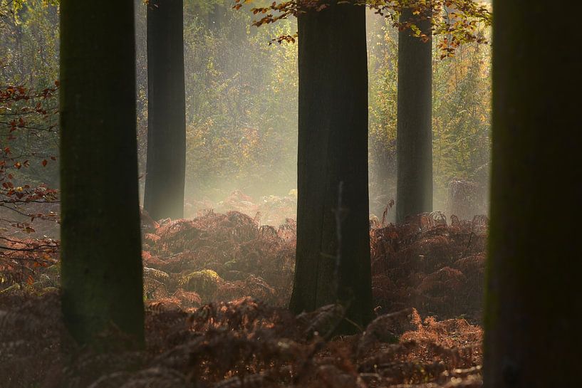 Sonian forest at sunrise by marleen springael